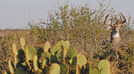 Survivors of the Thorn Scrub