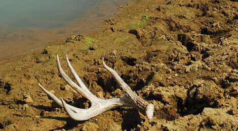 The Search for Shed Antlers