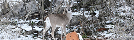 A deer standing in a snowy forest near a tree stump.