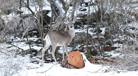 Compensatory Mortality in Ungulates