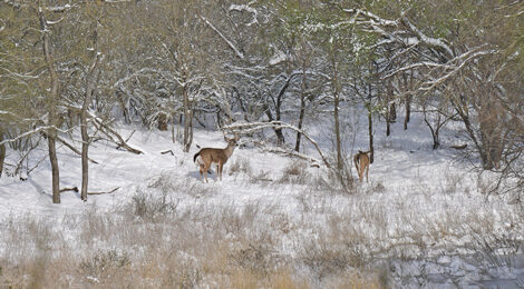 Early Assessment of The Whitetail Deer Season