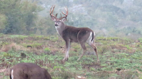 2021 Texas’ Statewide Hunting Forecast