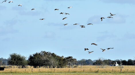 Texas Duck & Goose Hunting