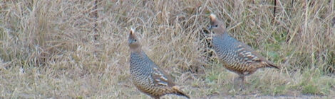 Late Season Quail Opportunities and Challenges