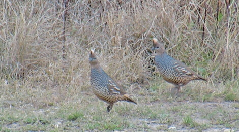 Late Season Quail Opportunities and Challenges