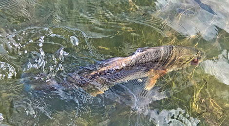 The Hunt For Winter Clear Water Reds