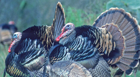 Spring’s Hunting Pageantry Afield