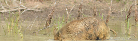 A capybara partially submerged in water near vegetation.