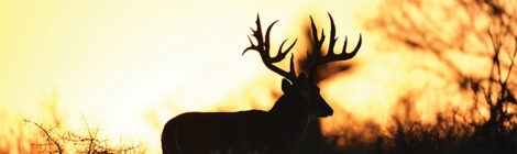 Deer Hunting Prep Starts Now