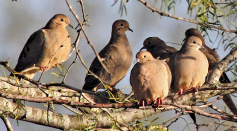 2022 Dove Hunting Forecast