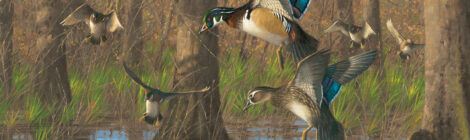 Ducks flying over a swampy water area in a forest with tall trees.