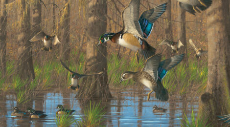 Ducks flying over a swampy water area in a forest with tall trees.