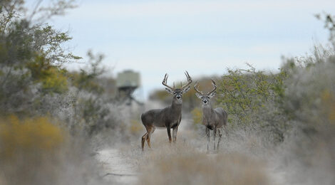 Deer Hunting A Drought