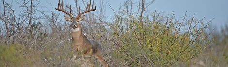Texas’ Whitetail Rut — Opportunities & Decisions