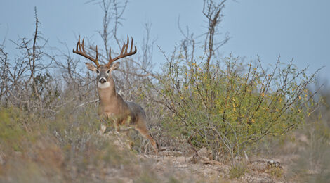 Texas’ Whitetail Rut — Opportunities & Decisions