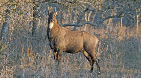 Nilgai — Texas First Big Game Exotic