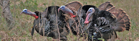 Spring Turkey Hunting Tools & Tactics