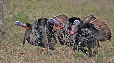 Spring Turkey Hunting Tools & Tactics