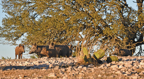 Year Round Hog Hunting Excitement