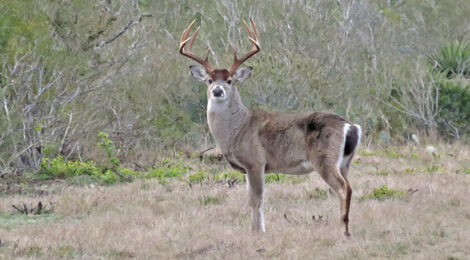 2023 Texas’ Statewide Hunting Forecast