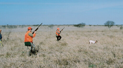 Quail Hunting Tips Plus Safety Reminders