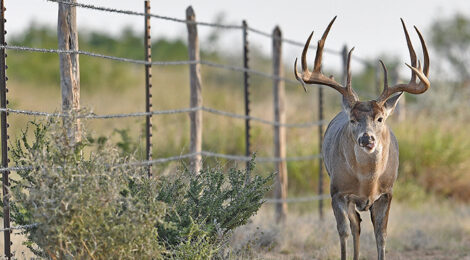 ASSESSING A DEER HERDS’ CONDITION