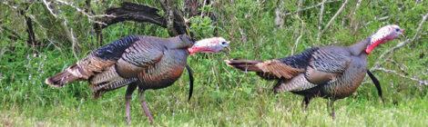 Pro’s Pointers for Spring Turkey Seasons