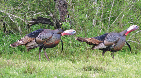 Pro’s Pointers for Spring Turkey Seasons