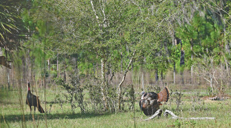 In Pursuit of An Osceola Gobbler