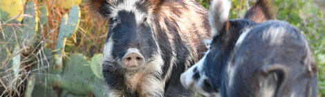 COLLECTIVE EFFORT TO CURB HOGS