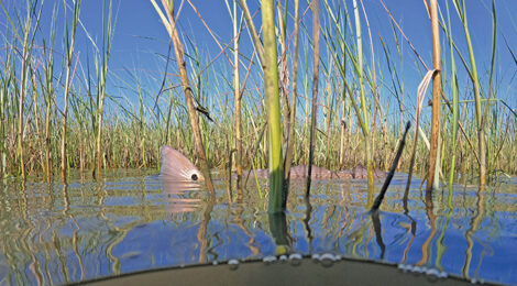 Oktoberfest Redfish