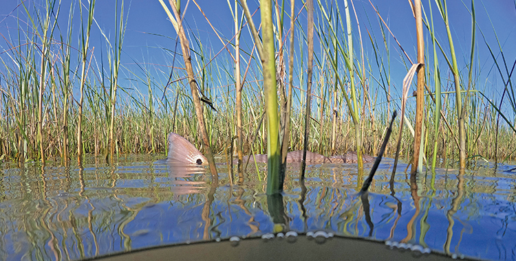 Oktoberfest Redfish