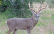 2024 Texas’ Statewide Hunting Forecast