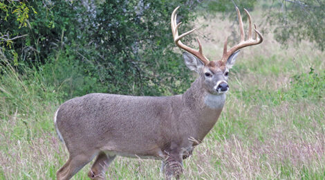 2024 Texas’ Statewide Hunting Forecast