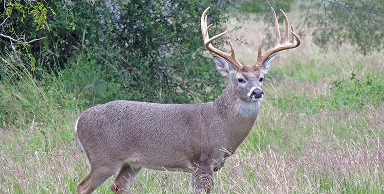 2024 Texas’ Statewide Hunting Forecast