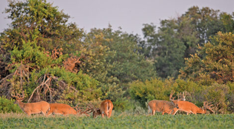 Preseason Scouting for Trophy Whitetails