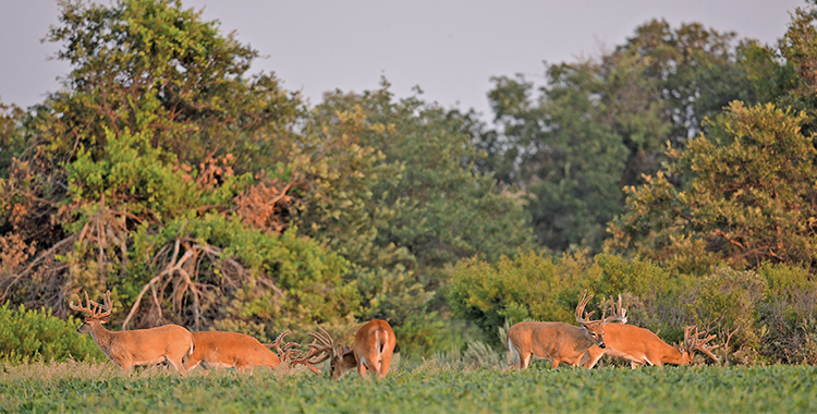 Preseason Scouting for Trophy Whitetails