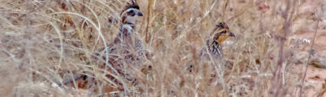 2024 – 2025 Bobwhite Quail Overview & Survey