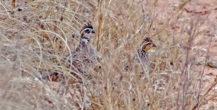 2024 – 2025 Bobwhite Quail Overview & Survey