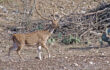 Next!  Texas Big Game Hunting Continues