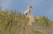 Future of Desert Bighorn Sheep in Texas