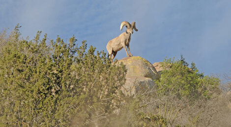 Future of Desert Bighorn Sheep in Texas