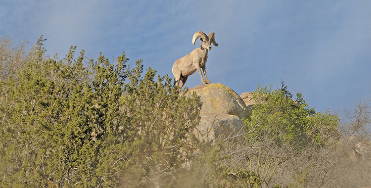 Future of Desert Bighorn Sheep in Texas