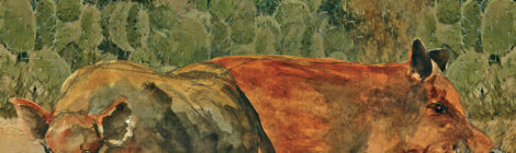 Cover of Texas Outdoors Journal featuring deer and cactus.