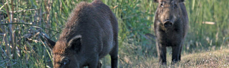 Two wild boars foraging in a grassy area surrounded by tall vegetation.