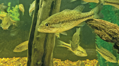 Two yellow-green fish swimming near underwater wood.