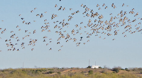 A large flock of birds flying over a rural landscape with a clear sky.