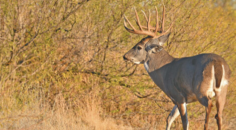 A majestic buck with large antlers stands alert in a dry, grassy area.