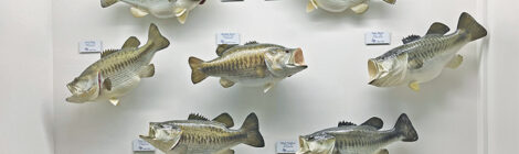 Collection of lifelike fish models displayed on a wall.