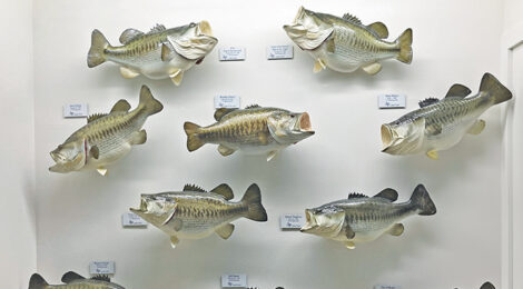 Collection of lifelike fish models displayed on a wall.